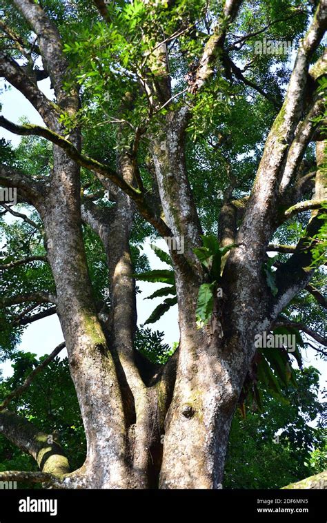 african mahogany tree